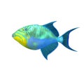 Triggerfish Royalty Free Stock Photo