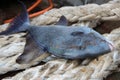 Triggerfish on a rope