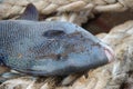 Triggerfish on a rope