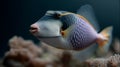 Triggerfish with a vibrant pattern of blue, yellow, and white. Royalty Free Stock Photo