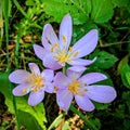 Purple crocus sativus flowers in the forest Royalty Free Stock Photo