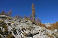 Triglav NP autumn larches Dolina Triglavskih Jezer Royalty Free Stock Photo