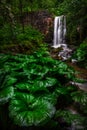 Triglav, Slovenia - Huge green leaves and a beautiful hidden waterfall in the forest Royalty Free Stock Photo