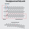 Triglyceride structure fatty acids saturated fatty acids unsaturated fatty acids vector structure Royalty Free Stock Photo