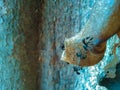 Trigona bee activity in the hive entrance