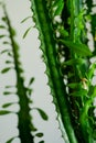 Trigona cactus close up view with shallow depth of field Royalty Free Stock Photo