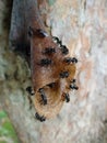 Bee Trigona itama nest in wood tree Royalty Free Stock Photo