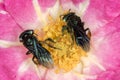 Bee Arapua - Trigona spinipes - pollinating flower extreme close up Royalty Free Stock Photo
