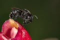 Trigona spinipes bee Arapua pollinating flower extreme close up Royalty Free Stock Photo
