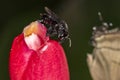 Trigona spinipes bee Arapua pollinating flower extreme close up Royalty Free Stock Photo