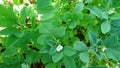 Trigonella foenum-graecum Fenugreek flowering twigs Royalty Free Stock Photo