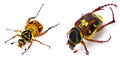Trigonopeltastes delta, the delta flower scarab on Left very common, Scrub Palmetto flower scarab chafer beetle - Trigonopeltastes