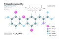 Triiodothyronine T3 Thyroid Hormone. Structural Chemical Formula and 3d Model of Molecule. C15H12I3NO4. Atoms with Color Coding.