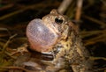 Trilling American Toad Royalty Free Stock Photo