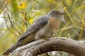 Fan-tailed Cuckoo in Western Australia