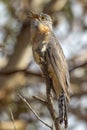 Fan-tailed Cuckoo in Western Australia