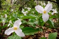 Trillium Bed - low angle