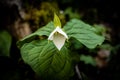 Trillium Bloom Begins to Open in Spring Royalty Free Stock Photo