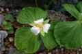 Trillium camschatcense