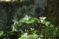 Trillium, Early Spring, Great Smoky Mtns Nat. Park