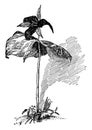 Trillium Erectum vintage illustration