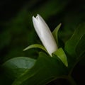 Trillium flower beginning to open Royalty Free Stock Photo