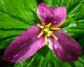 Trillium flower in deep purple stage