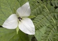 Trillium Flower and Ferns Royalty Free Stock Photo