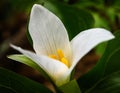 Trillium flower opening in early spring Royalty Free Stock Photo