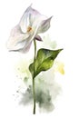 Trillium flower in springtime on white background