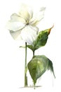 Trillium flower in springtime on white background