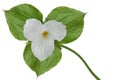 Trillium grandiflorum