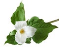 Trillium grandiflorum Flower