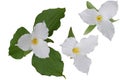 Trillium Grandiflorum Flower