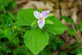 Trillium grandiflorum - Large-flowering Trillium