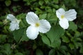 Trillium Grandiflorum