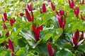 Trillium kurabayashii red blossom plant