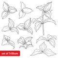 Set with outline Trillium grandiflorum or wakerobin flowers and leaf in black isolated on white background. Royalty Free Stock Photo