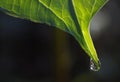 Trillium Leaf with Dewdrop