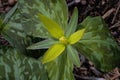 Trillium luteum or yellow trillium on an overcast day. Royalty Free Stock Photo