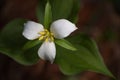 Trillium Ovatum Royalty Free Stock Photo