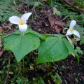 Great Forest Trillium Flower Pair Royalty Free Stock Photo