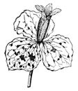 Trillium Sessile vintage illustration