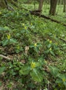 Trillium, Spring, Great Smoky Mountains National Park, TN