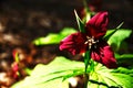 Trillium in Sunlight 2021 - 1 Royalty Free Stock Photo