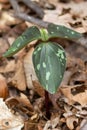 Trillium about to Bloom Royalty Free Stock Photo