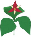 Trillium Vector Illustration