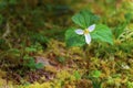 Trillium Wildflower in Siuslaw National Forest Royalty Free Stock Photo