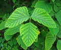 Trilobed leaf on tropical rainforest Royalty Free Stock Photo