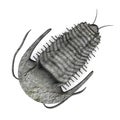 Trilobite